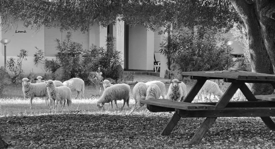 Turismo Rurale Su Cuile Villa Dorgali Exterior foto