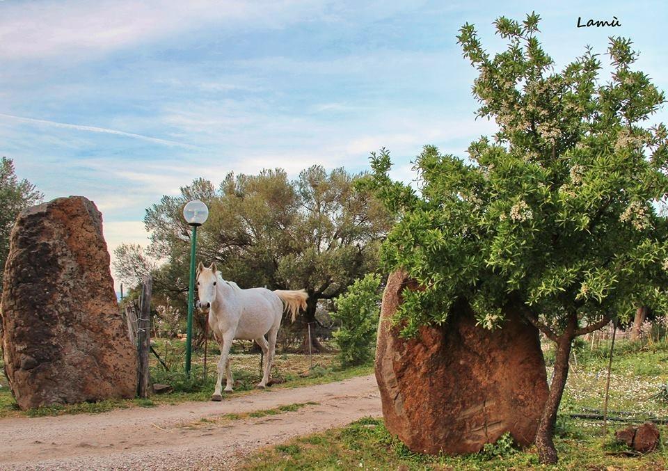Turismo Rurale Su Cuile Villa Dorgali Exterior foto
